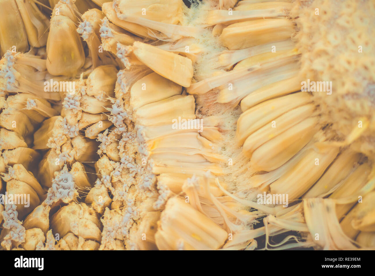 Jackfruit flesh hires stock photography and images Alamy