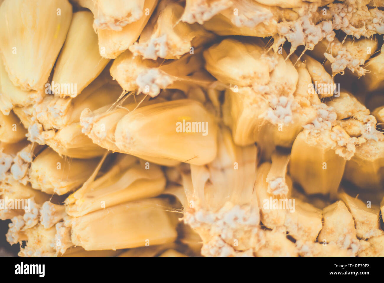 Jackfruit Flesh (Artocarpus heterophyllus).Sitcky latex. Jackfruit texture Canavieiras,Bahia