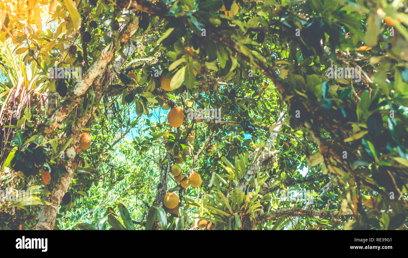 Forest of jackfuits. Jackfruit trees Stock Photo