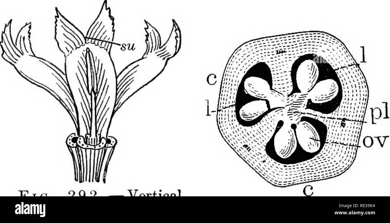 . A practical course in botany, with especial reference to its bearings on agriculture, economics, and sanitation. Botany. which conceals the lower part of the flower. Remove the spathe and observe that the lower part of the perianth is united into a long, narrow tube, from the top of which the sepals and petals extend as long, curving lobes. 222. Arrangement of parts. — Sketch the out- side of the flower, labeling the ob- long, three-lobed enlargement at the base, ovary; the prolongation above it, tube of the -perianth; the three outer lobes with the broad sessile bases, sepals; the others, w Stock Photo