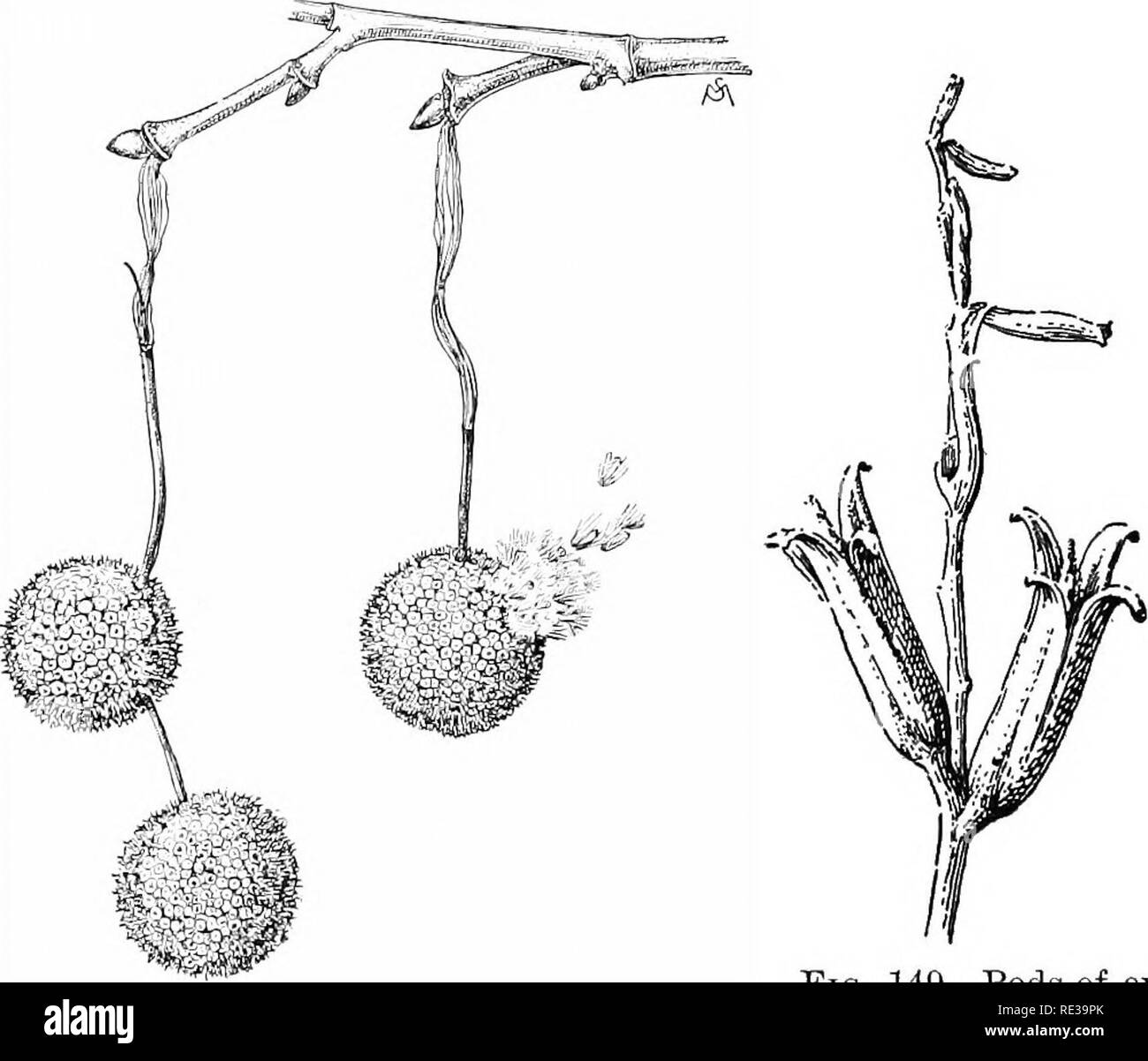 . Introduction to botany. Botany. 168 INTRODUCTION TO BOTANY (^Salsola Kali, var. tenuifolia'), a most troublesome weed, bears from 20,000 to 200,000 seeds. Taking the moderate estimate of 25,000 seeds to a plant, and supposing all of these seeds to grow into plants equally productive, the offspring of the 25,000 individuals would number 625,000,000, and- the next generation would number 15,625,000,000,000. Supposing. Fig. 148. Globular clusters of fruits of the sycamore in late March The cluster at the right is broken, and single fruits are being carried off by the wind a'&quot; Fig. 149. Pod Stock Photo