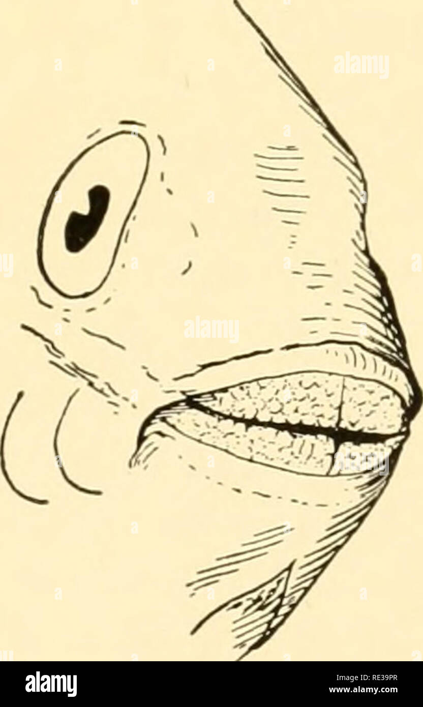 Ecological animal geography; an authorized, rewritten edition based on  Tiergeographie auf ockologischer grundlage. Zoogeography -- Geographical  distribution; Animal ecology. Fig. 50.—Reef fishes with teeth fused into a  beak: a, Diodon hystrix