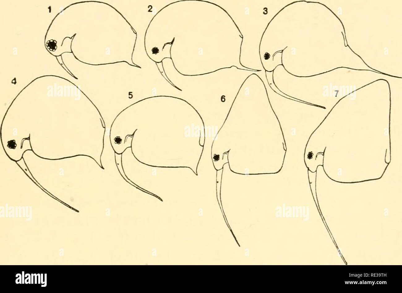 . Ecological animal geography; an authorized, rewritten edition based