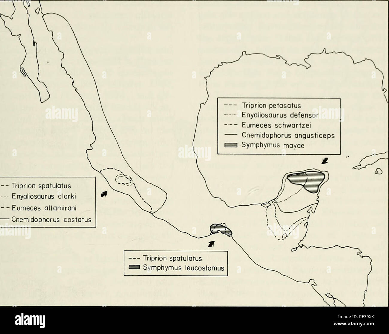 . An ecogeographic analysis of the herpetofauna of the Yucatan Peninsula. Amphibians; Amphibians; Reptiles; Reptiles. YUCATAN HERPETOFAUNA 35. Triprion spatulatus Enyaliosaurus clarki Eumeces altamirani Cnemidophorus costatus Fig. 21.—The Yucatan-West Mexico pattern of distribution. Extra-peninsular distributions are rough approximations. limits of this mesophilic genus. Thus, two mesic-adapted species are confined to the north end of the peninsula, but have their closest relatives in wetter areas to the south. An additional spe- cies, presumably mesophilic, existed at the north end of the pen Stock Photo