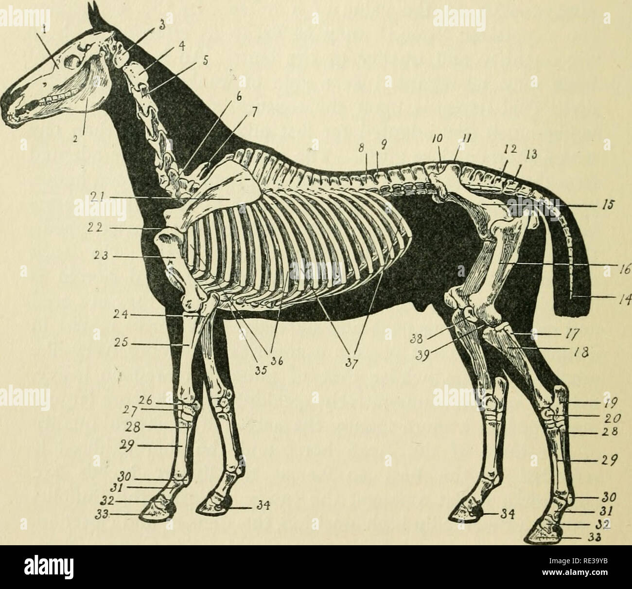 . The encyclopædia of the stable: a complete manual of the horse, its breeds, anatomy, physiology, diseases, breeding, breaking, training and management, with articles on harness, farriery, carriages, etc. comprising a thousand hints to horse owners. Horses. BONES. 1 Upper jaw. 2 Lower jaw. 3 Atlas. 4 Axis. I &gt; Cervical vertebrae. o &gt; Dorsal vertebras. &quot; &gt; Lumbar vertebras. lO J &quot;I 12/ Sacrum. ^3 . Caudal vertebras. 14 ) 15 Pelvis. 16 Femur or thigh. 17 Fibula. 18 Tibia. 19 Os Calais or point of hock. 20 Astragalus. 21 Scapula. 22 Shoulder joint. 23 Humerus. 24 Ulna. 25 Rad Stock Photo