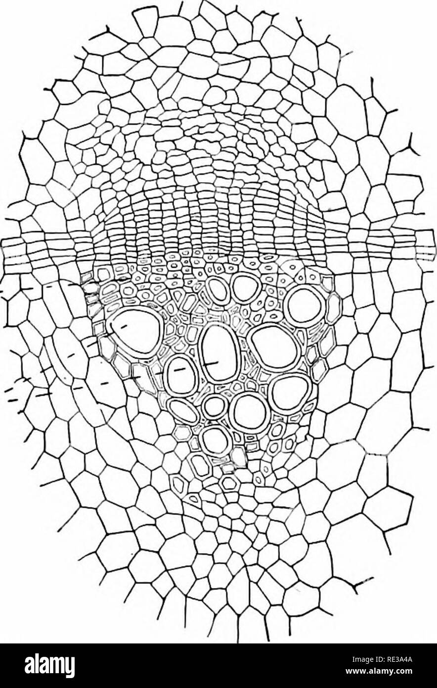 Elements Of Botany Botany Structure Of The Stem 69 A Which Constitutes The Outer Layers Of Tiie Bark Of Cherry Or Birch Branches Two Or Jiiore J Ears Old Sketch The Roundish