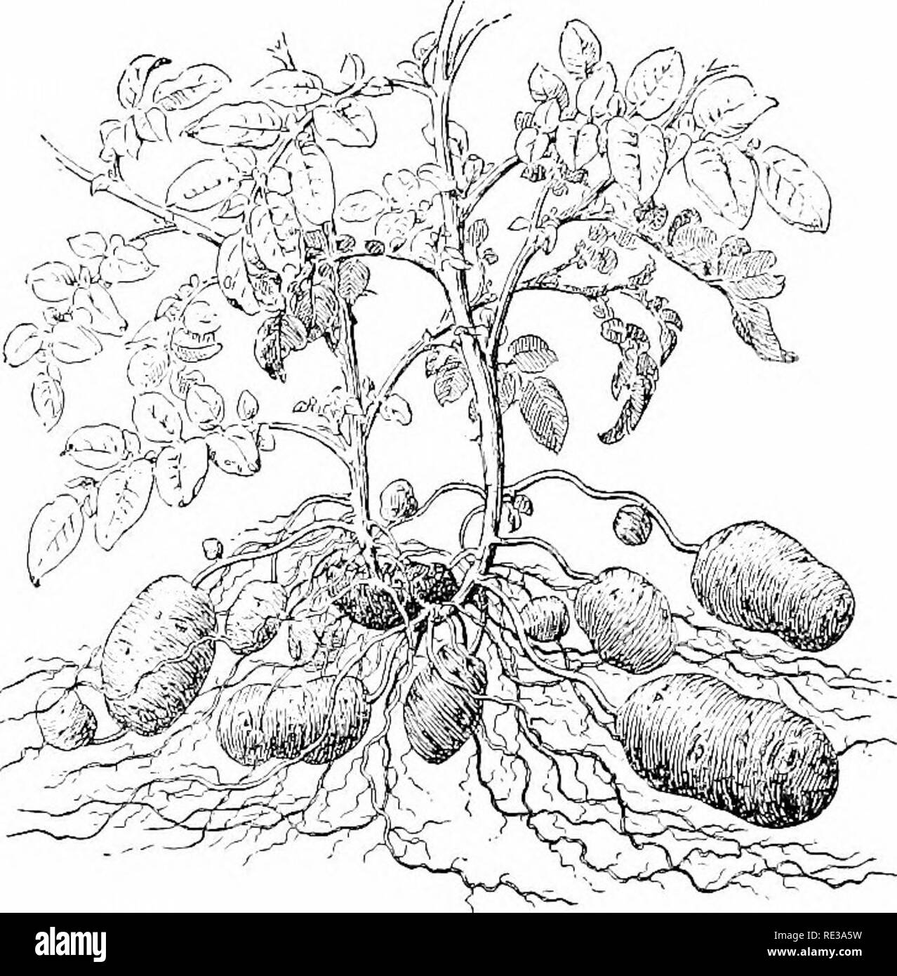 . Elements of botany. Botany. 60 ELEMENTS OF BOTANY. Fig. 33. Part of a Potato Plant. The dark tuber in the middle is the one from which the plant has grown.. Please note that these images are extracted from scanned page images that may have been digitally enhanced for readability - coloration and appearance of these illustrations may not perfectly resemble the original work.. Bergen, Joseph Y. (Joseph Young), 1851-1917. Boston, Ginn Stock Photo