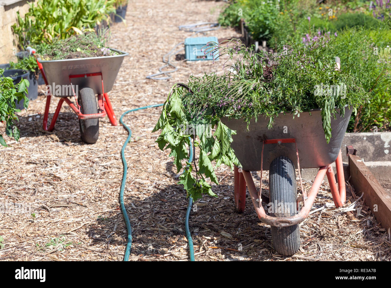 Weed weeds garden gardening hi-res stock photography and images - Alamy