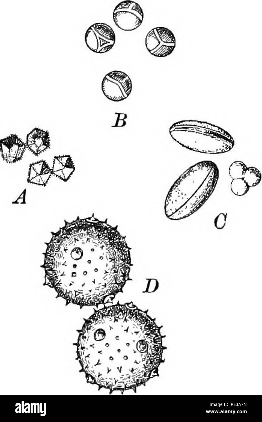 Sticky pollen pollen grains hires stock photography and images Alamy