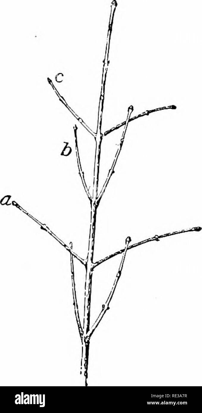 Elements Of Botany Botany 52 Elements Of Botany Grow Much Faster Than Others And So Make The 8843