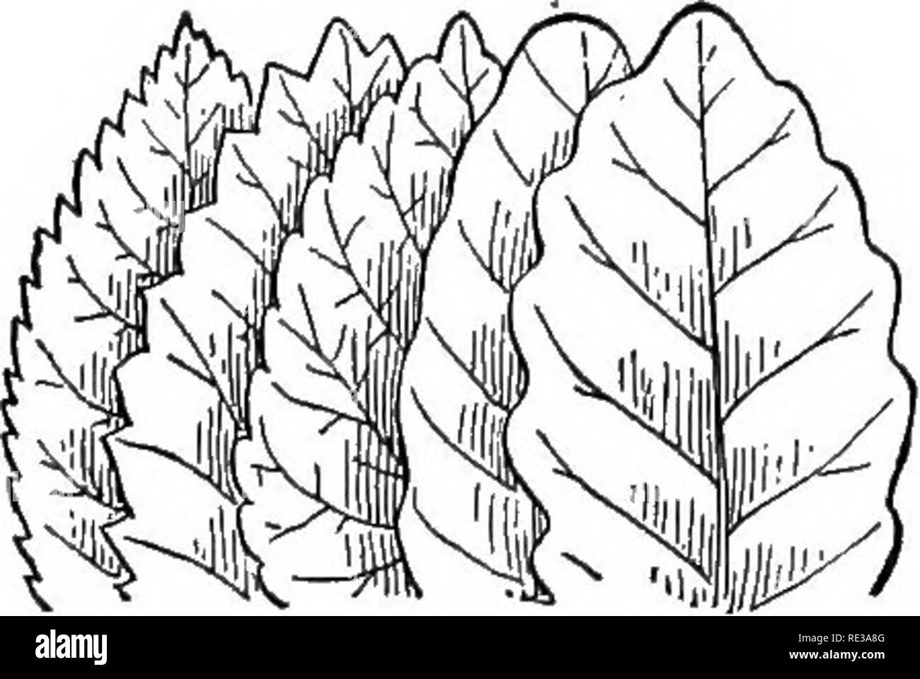 Undulate Lead Undulate leaf margins hi-res stock photography and images - Alamy