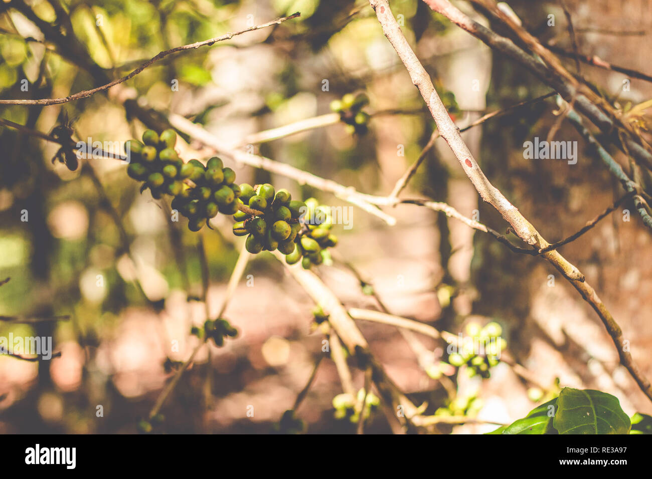 Organic green Coffee beans on the coffee tree. Brazilian Coffee Stock Photo