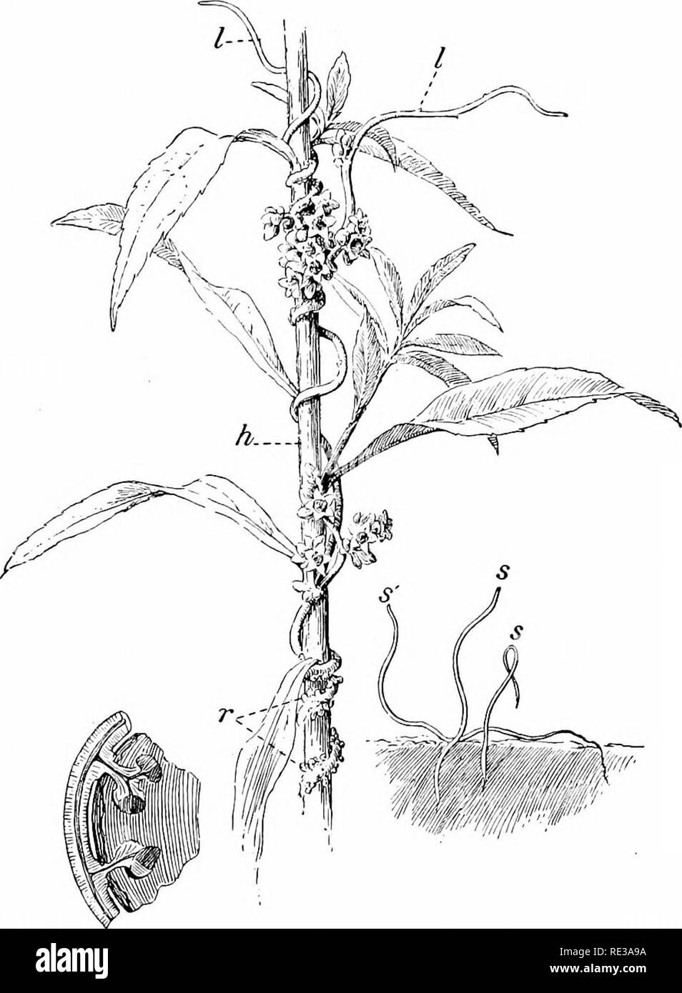 . Elements of botany. Botany. ROOTS 33 primary roots, that is, a cluster proceeding from the lower end of the hypocotyl at the outset. If such roots become thickened, like those of the svreet potato and the dahlia (Fig. 17), they are known as fascicled roots.. ABC Fig. 14. Dodder growing upon a Golden-Rod Stem. 5, seedling dodder plants, growing in earth; h, stem of liost; r, haustoria or parasitic roots of dodder; /, scale-like leaves; A, magnified section of a portion of willow stem, showing penetration of haustoria.. Please note that these images are extracted from scanned page images that  Stock Photo