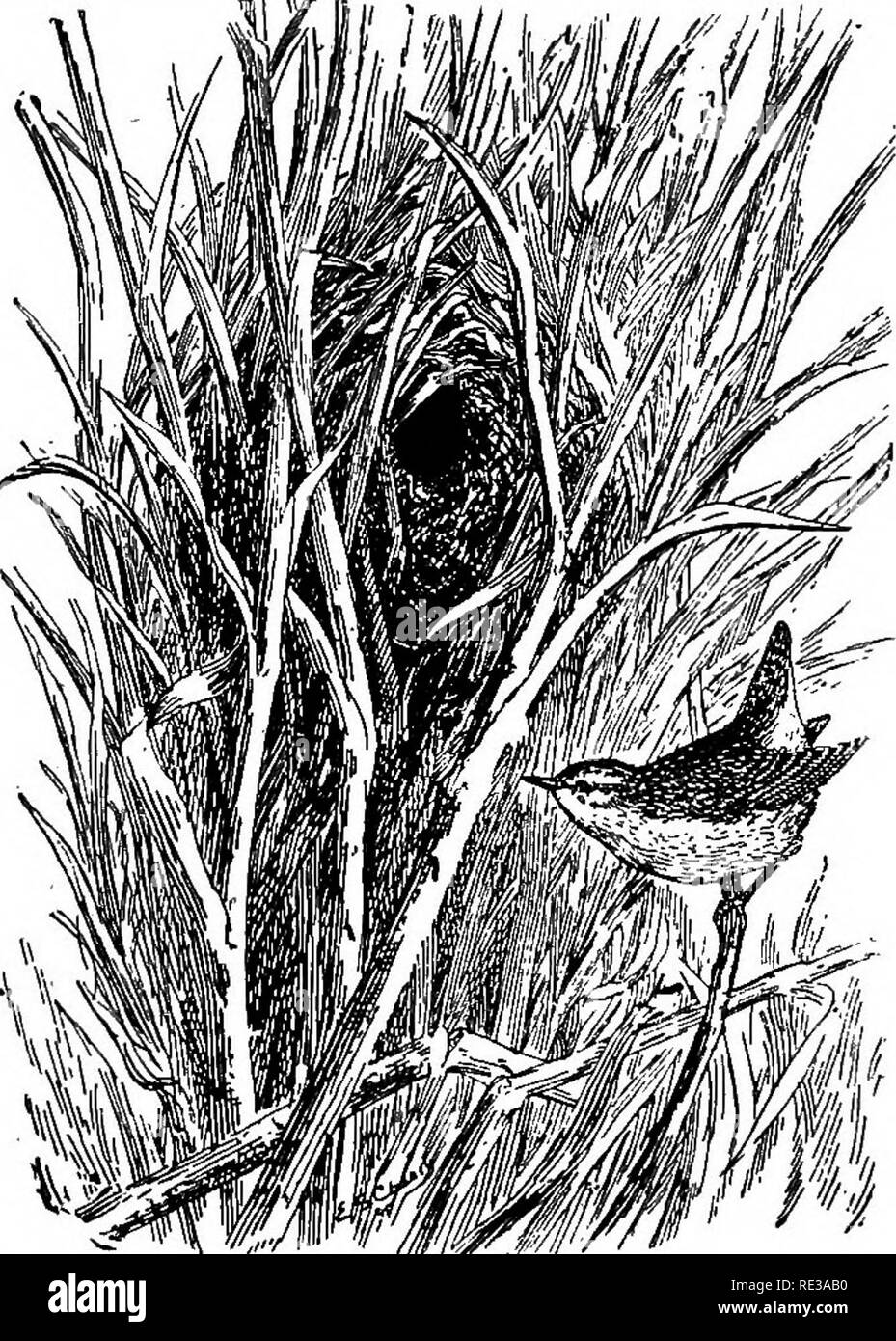 . Nests and eggs of North American birds. Birds; Birds. 7220. WESTERIT WINTER WREN. Troglodytes Jiiemalts pacifieus Baird. Geog. Dist.âPacific coast regioa from Sitka to Southern California; south, in winter to Western Mexico; east to Eastern Oregon, Nevada, etc. This subspecies breeds from the southern coast ranges of California- north to Sitka. Habits, nesting and eggs like those of T. hiemalis of the East. Eggs .60x.48. 723. ALASKAN WREN. Troglodytes alascensis Baird. Geog. Dist.âAleutian, and Pribilof Islands, Alaska. &quot;In a small collection of birds' skins, nests and eggs recently acq Stock Photo