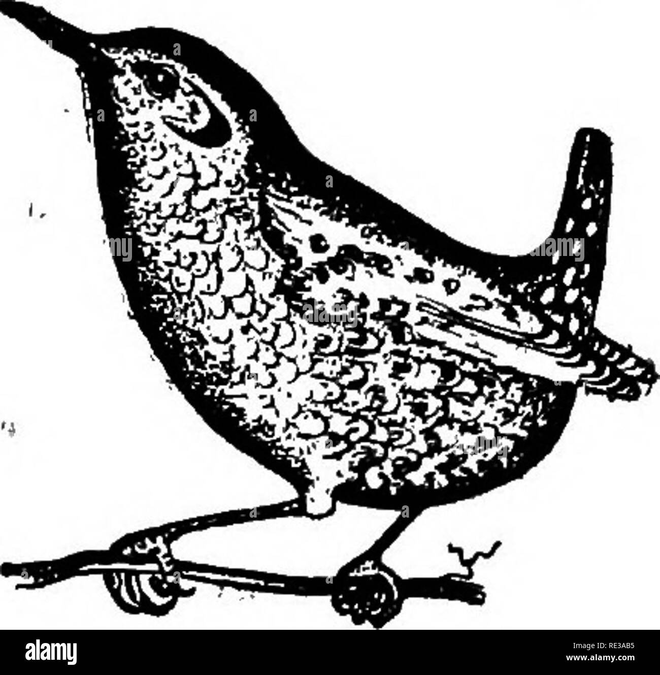 . Nests and eggs of North American birds. Birds; Birds. -NORTH AMERICAN BIRDS. 475. 7220. WESTERIT WINTER WREN. Troglodytes Jiiemalts pacifieus Baird. Geog. Dist.âPacific coast regioa from Sitka to Southern California; south, in winter to Western Mexico; east to Eastern Oregon, Nevada, etc. This subspecies breeds from the southern coast ranges of California- north to Sitka. Habits, nesting and eggs like those of T. hiemalis of the East. Eggs .60x.48. 723. ALASKAN WREN. Troglodytes alascensis Baird. Geog. Dist.âAleutian, and Pribilof Islands, Alaska. &quot;In a small collection of birds' skins, Stock Photo