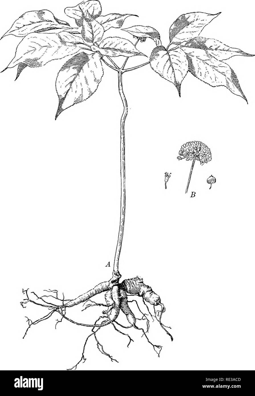 Young parsley plant Black and White Stock Photos & Images Alamy