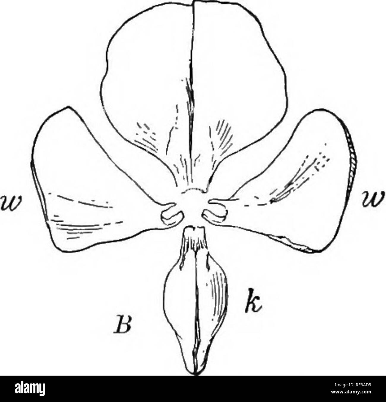 Papilionaceous corolla cheap