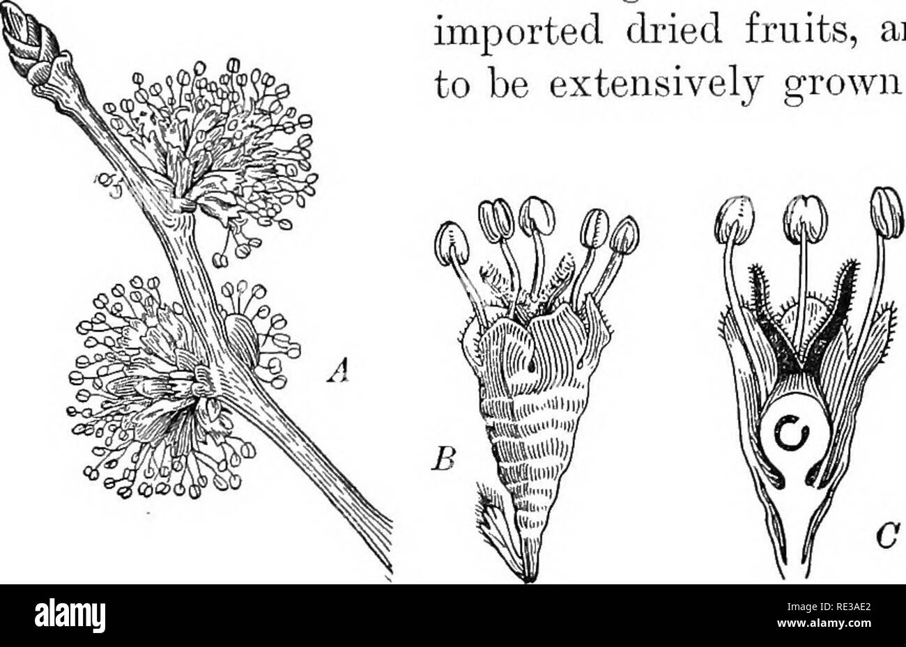 . Practical botany. Botany. 352 PRACTICAL BOTANY family, forms most of the subsistence of many islanders of the South Pacific. Figs, belonging to the Mulberry family, are a highly prized article of food in their native countries. They are among the most valuable of our imported dried fruits, and are coming to be extensively grown in California.. Fig. 286. European elm {JJhnus campestris) A, a flowering twig; B, a flower; C, longitudinal section of a flower; D, a fruit. A, B, natural size; B, C, enlarged. After Wossidlo. Please note that these images are extracted from scanned page images that  Stock Photo