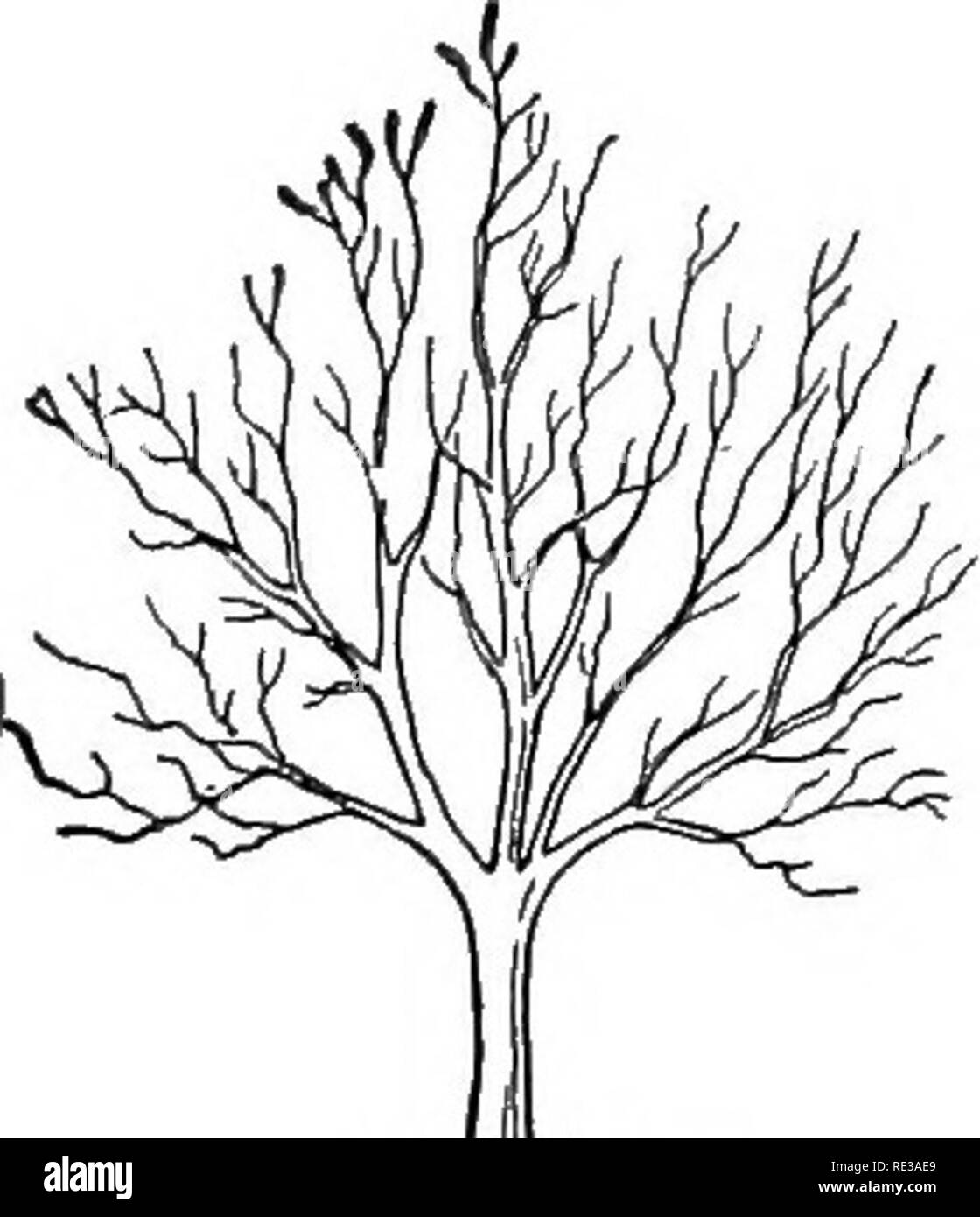 A Practical Course In Botany With Especial Reference To Its Bearings On Agriculture Economics And Sanitation Botany Fig 147 A Dia Gram Of Excurrent Growth A A Lt A Quot A A Fig 148