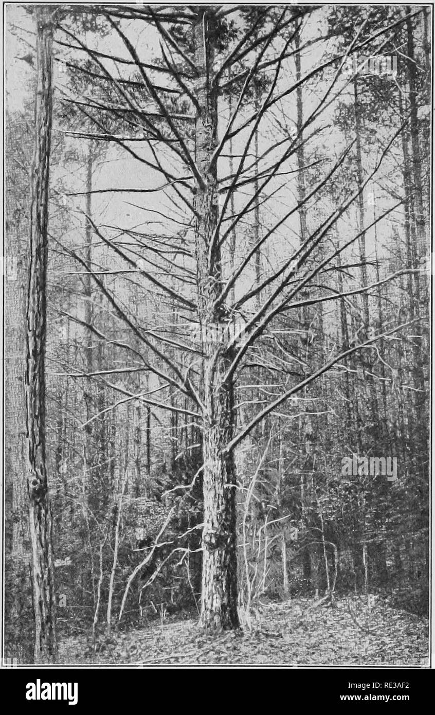 Tree by itself Black and White Stock Photos & Images - Page 3 - Alamy