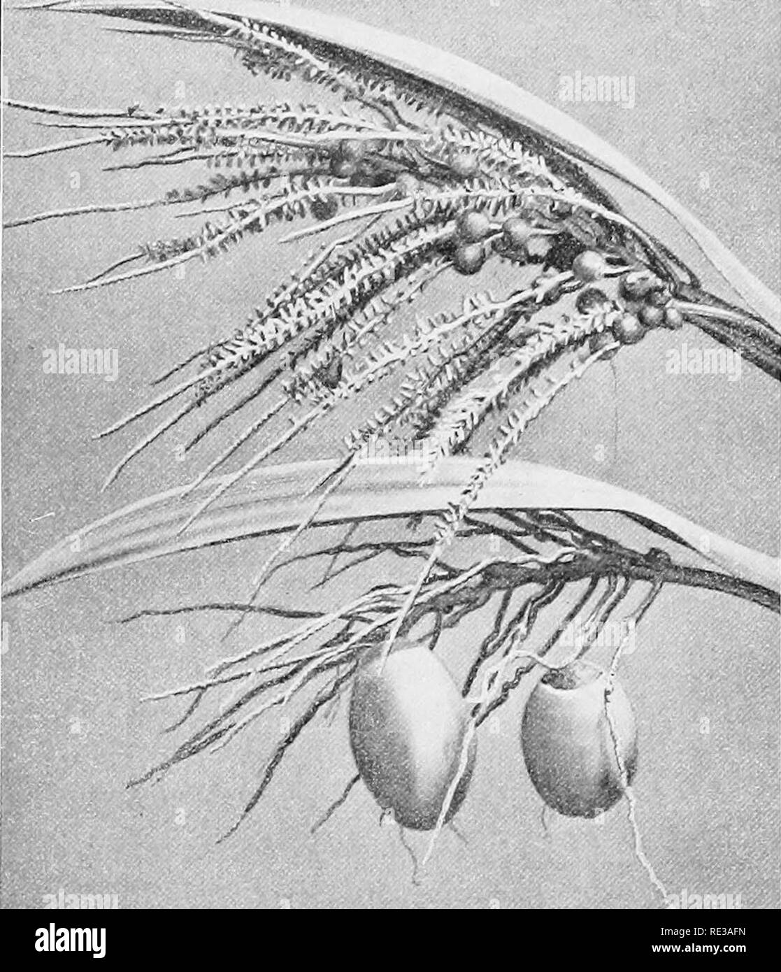 . Practical botany. Botany. LEADlX(i FAIriLIES OF FLOWERING PLANTS 341 312. The Palm family. The palms number about 1100 species, principally tropical. Most of the familiar palms ha^-e a nearly cylindrical trunk, crowned with a great rosette of pinnately or palmately divided leaves (Fig. 275). JMany. Fig. 276. Flower clusters of the coco palm The upper cluster is shown at an early sta^e, with the staminate flowers still cling- ing to its branches. The lower cluster has lost the staminate flowers and the young coconuts have enlarged considerably. After Freeman and Chandler palms are among the  Stock Photo