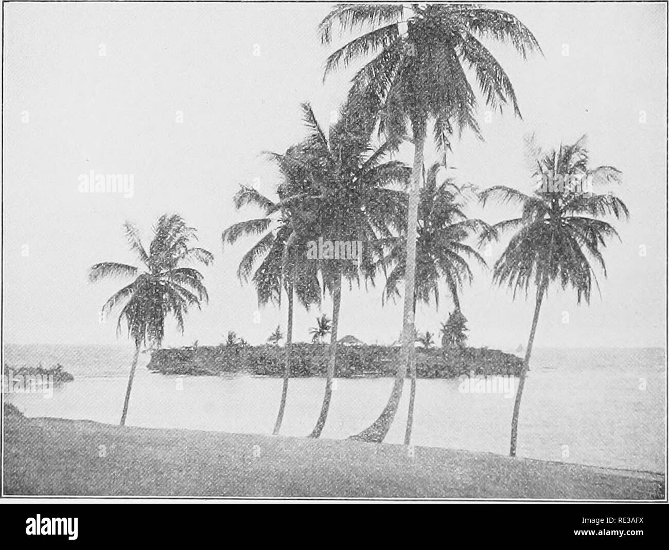 . Practical botany. Botany. Fig. 274. Harrowing flooded ground for a rice field in Java to get rid of tlie weeds After Freeman and Chandler. Fig. 275. A group of coco palms Photograph furnished by United Fruit Company 340. Please note that these images are extracted from scanned page images that may have been digitally enhanced for readability - coloration and appearance of these illustrations may not perfectly resemble the original work.. Bergen, Joseph Y. (Joseph Young), 1851-1917; Caldwell, Otis William, 1869- joint author. Boston, New York [etc. ] Ginn and company Stock Photo