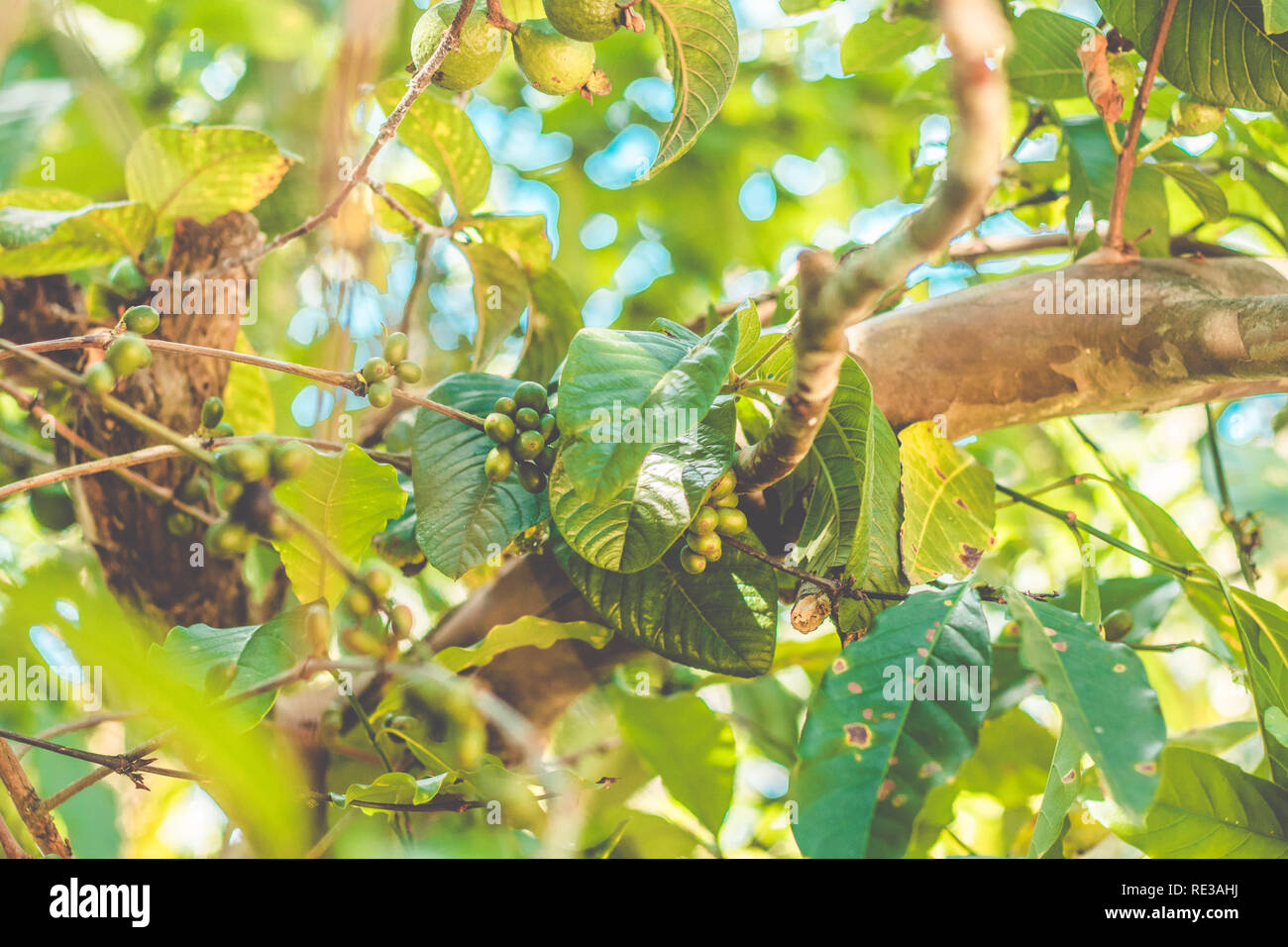 Organic green Coffee beans on the coffee tree. Brazilian Coffee Stock Photo