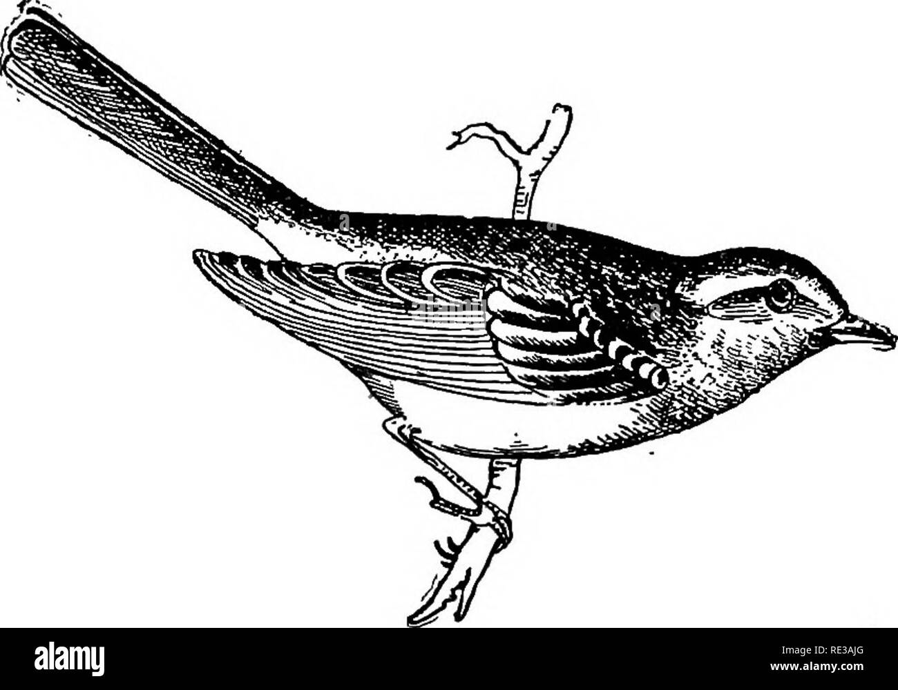 Black-and-white Warbler (Mniotilta varia) - BAWW, image size:1300x1000