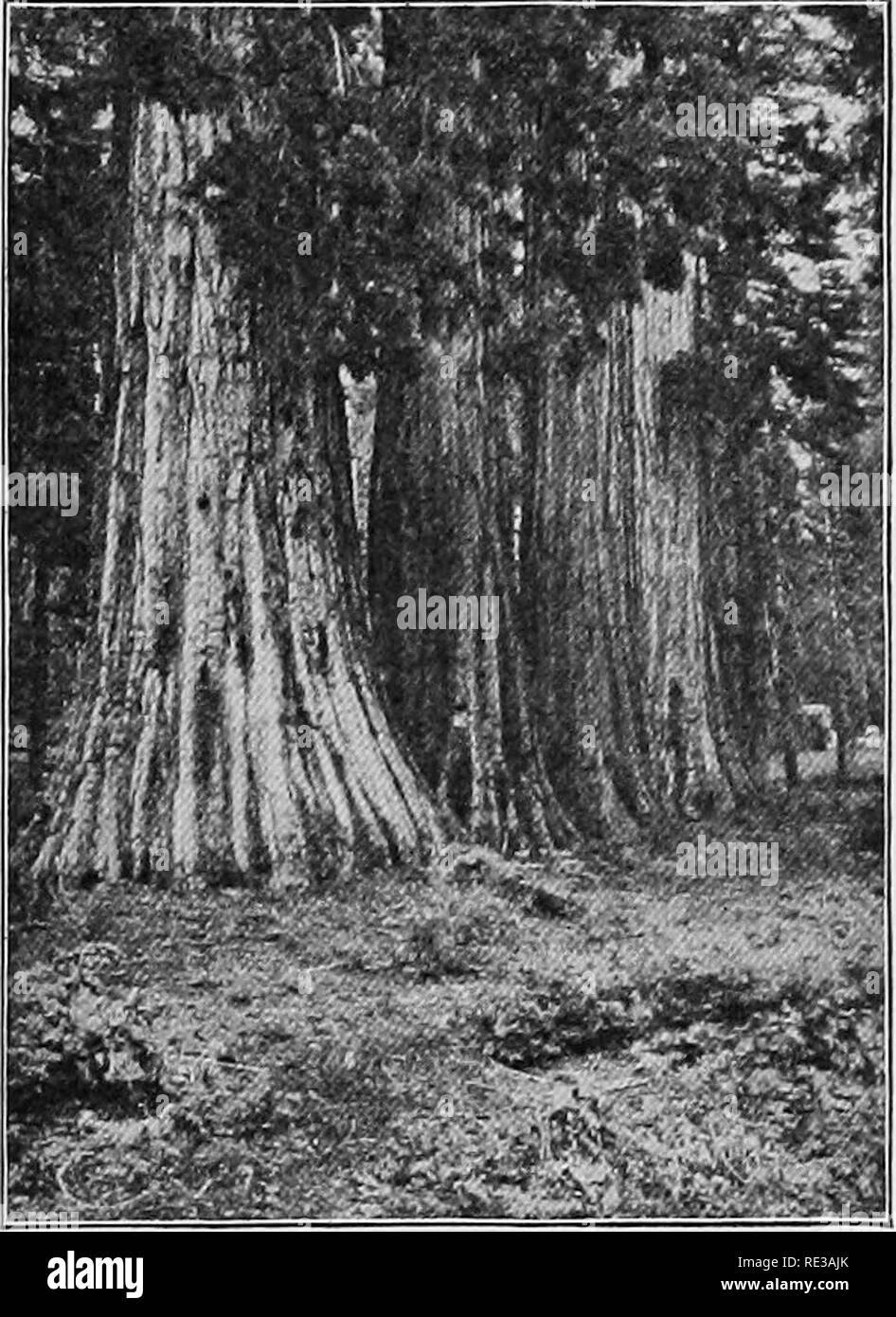 Bald cypress trees Black and White Stock Photos & Images - Alamy