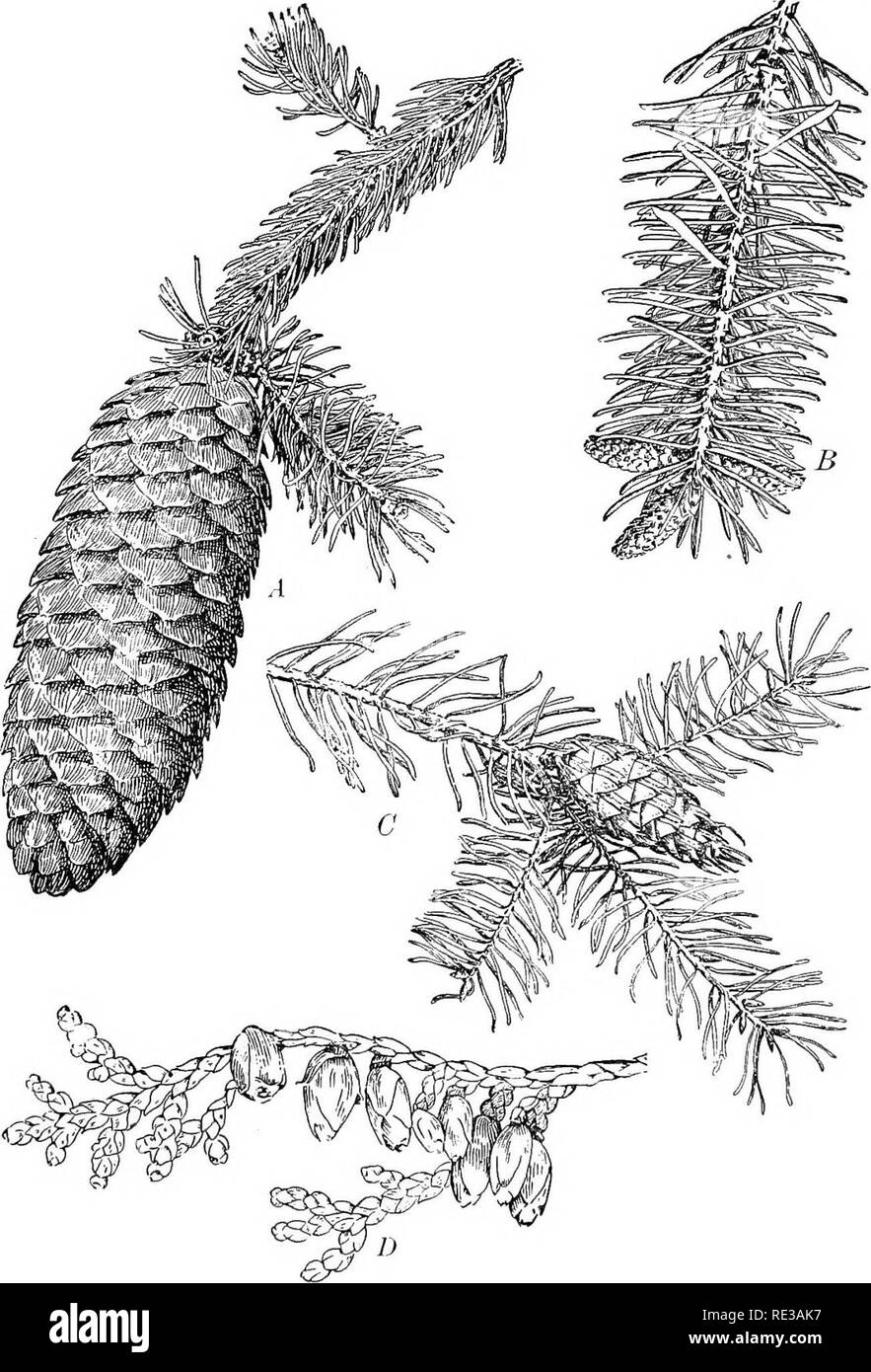 . Practical botany. Botany. Fig. 257. A group of gymnosperm cones, of which all except B are carpellate A, white spruce (Ficea excelsa), one half natural size; B, white spruce; C, western heinlocli (Psevdotsuga taxlfolia), one fourth natural size, branch and staminate cones almost natural size; D, arbor vitae (Thuja occidenlalis), almost natural size 310. Please note that these images are extracted from scanned page images that may have been digitally enhanced for readability - coloration and appearance of these illustrations may not perfectly resemble the original work.. Bergen, Joseph Y. (Jo Stock Photo