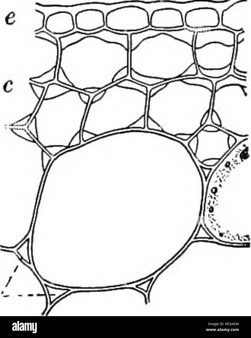 . Introduction to botany. Botany. 64 INTRODUCTION TO BOTANY. 1. The