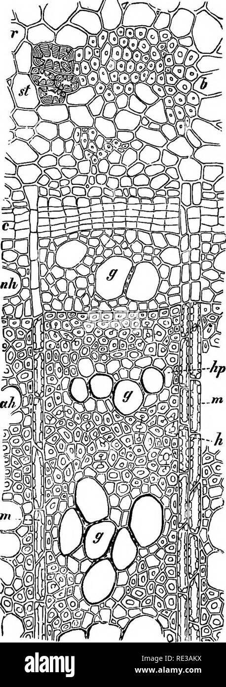 . A popular treatise on the physiology of plants for the use of gardeners or for students of horticulture and of agriculture. Plant physiology. THE PHYSIOLOGY OF PLANTS. Fig. 13.—Transverse Section through the Wood and Bast of a One-Year Old Shoot OF Cytisus Laburnum^ CUT AT the end op May in the Second Year (after Lderssen). r, parenchymatous cortex ; b, bast fibres; it, schlerenchymatouB cells; bp, bast paren- chyma ; c, cambium ; g, wood vessels ; ft, wood cells (libriform); t, tracheids; ftp, wood parenchyma; g, vessels ; m, medullary ray. of thick-walled hard - bast cells, b, and other gr Stock Photo