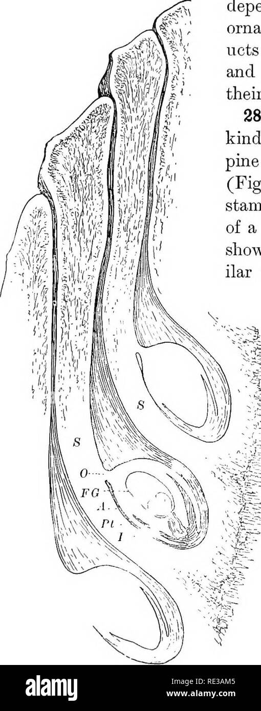 Female Reproduction Diagram High Resolution Stock Photography And Images Alamy