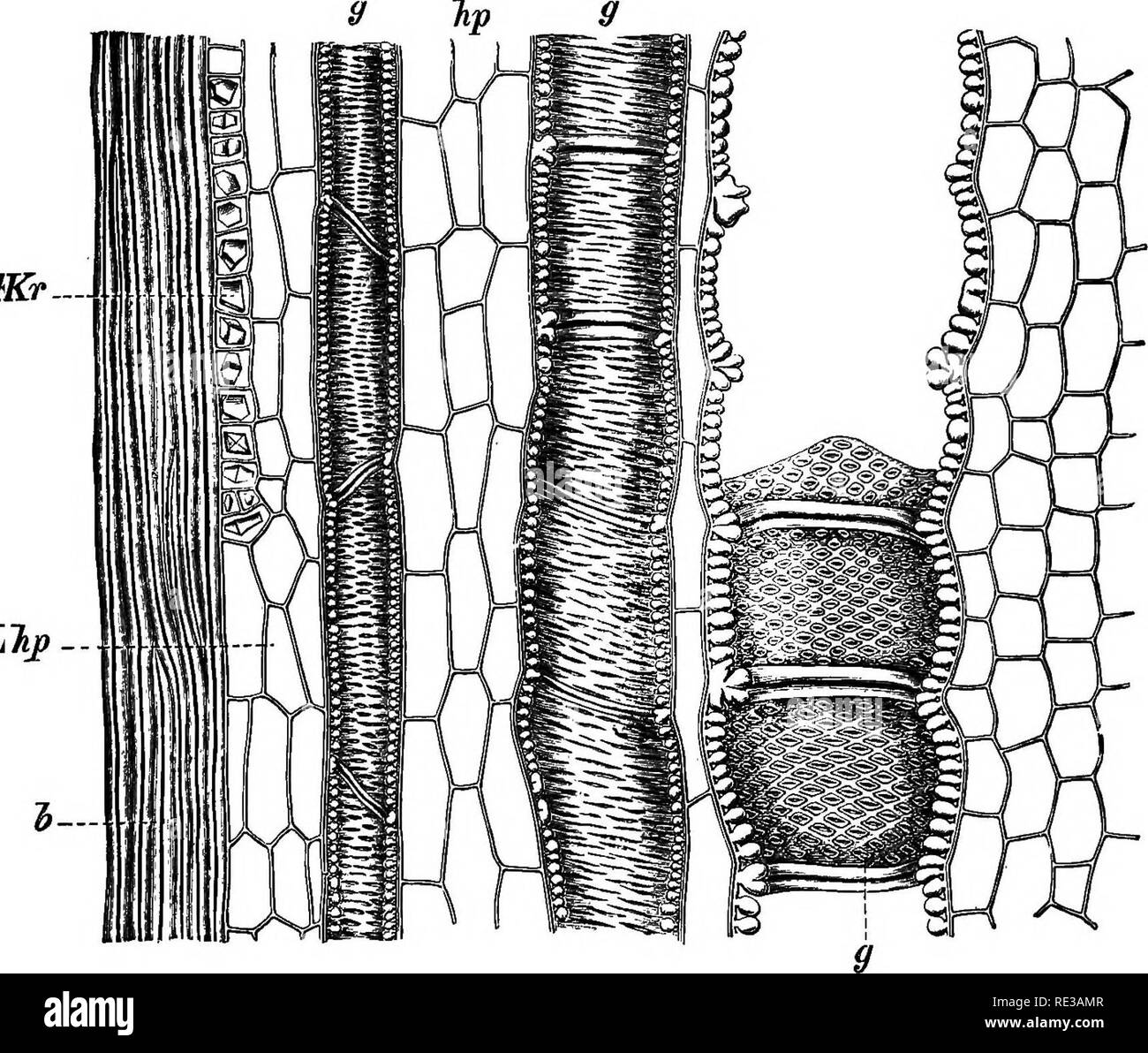 . A popular treatise on the physiology of plants for the use of ...