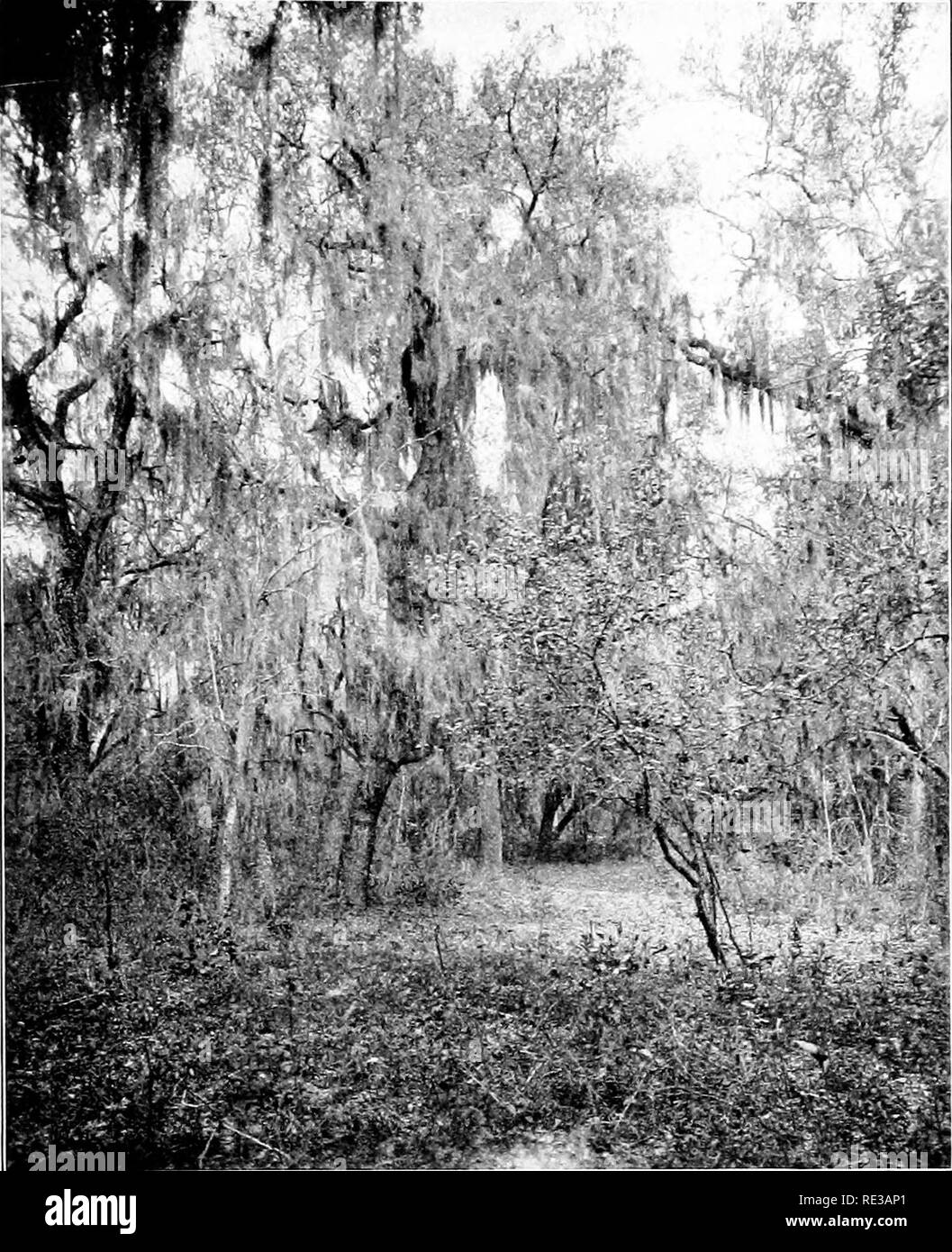. Introduction to botany. Botany. FOODS IX PLAXTS 49. Fig. 31. Spanish moss, an epiphytic flowering plant These plants often grow in large numbers upon the branches of trees in the southern ijart of the United States 4. Parasites, or plants which live upon other livmg plants or animals (known as host plants or animals). 5. Carnivorous plants, or those Avhich capture small animals, such as insects, and live wholly or partly upon them.. Please note that these images are extracted from scanned page images that may have been digitally enhanced for readability - coloration and appearance of these i Stock Photo