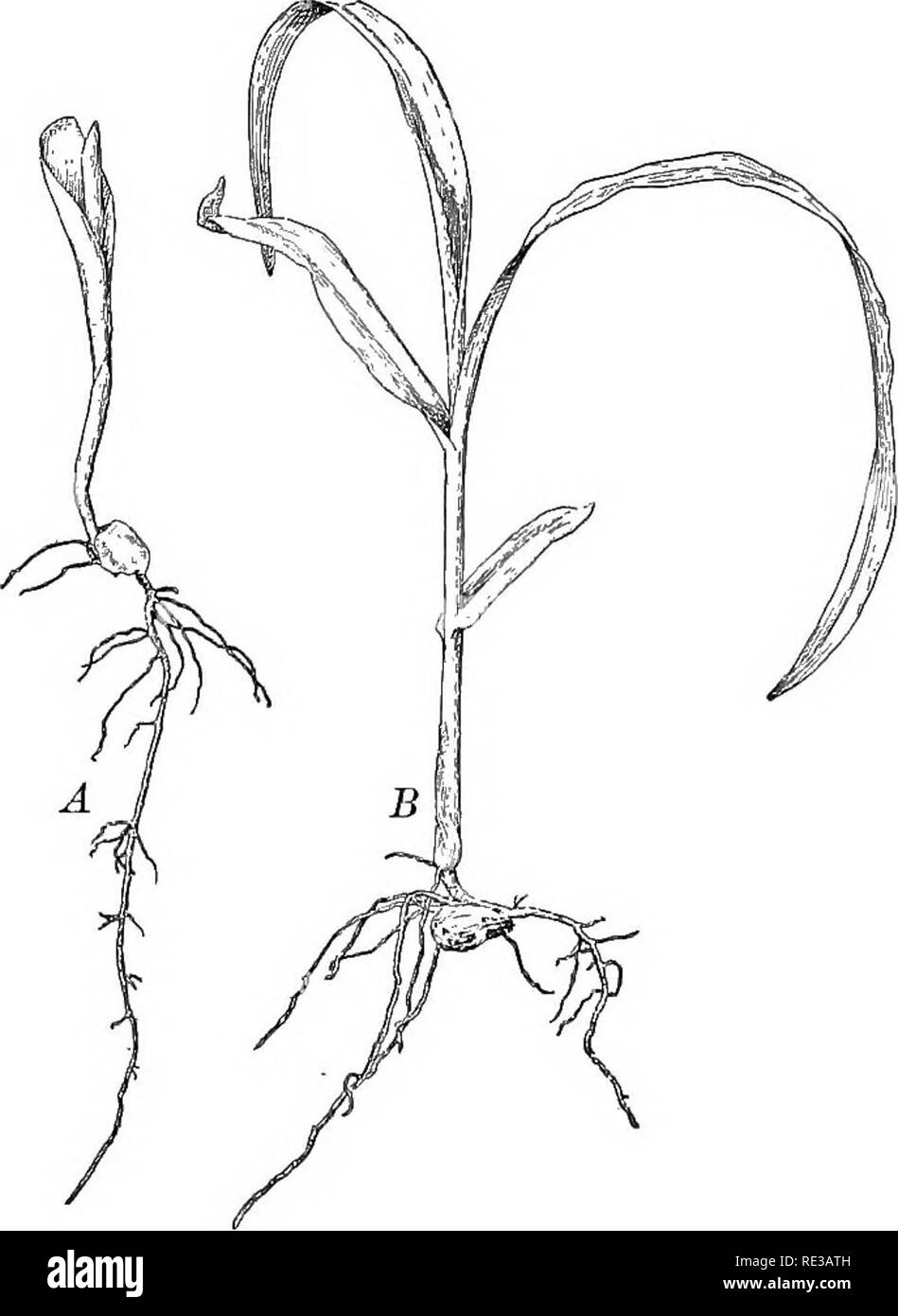 Introduction to botany. Botany. Pig. 13. Seedlings of the sunflower plant  A, old seed coat still partly inclosing the seed leaves; B, seed leaves  open and first true leaves appearing. Fig.