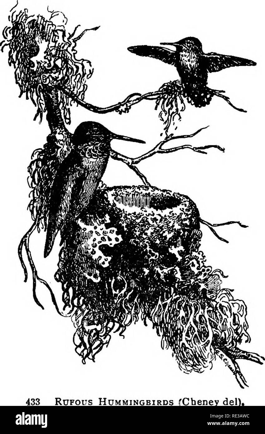 . Nests and eggs of North American birds. Birds; Birds. 294. NE8T8 AND EGGS OF nesting site is along tlie borders of creelts, on tlie overhanging limbs and brancBes of trees and bushes. Mr. A. W. Anthony mentions this species as abundant in Wash- ington county, Oregon, breeding nearly everywhere. Nests were found in ferns, in bushes, trees and vines overhanging embankments; the latter, he states, seems to be the favorite locality, six nests being found in an old railroad cut, in May and June. The materials used are willowfloss and soft plant-down. Frequently nests are found covered with light- Stock Photo