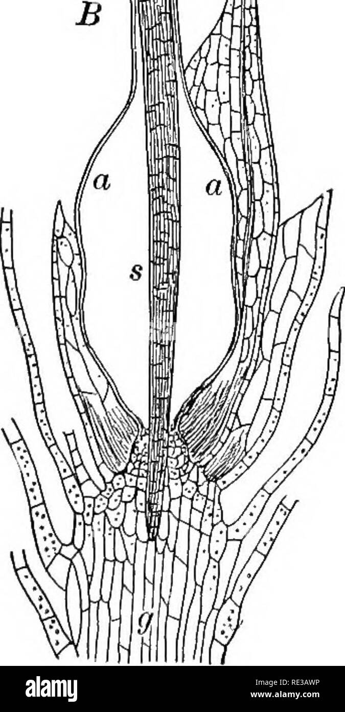 Practical botany. Botany. the stem upon which the archegonium grew