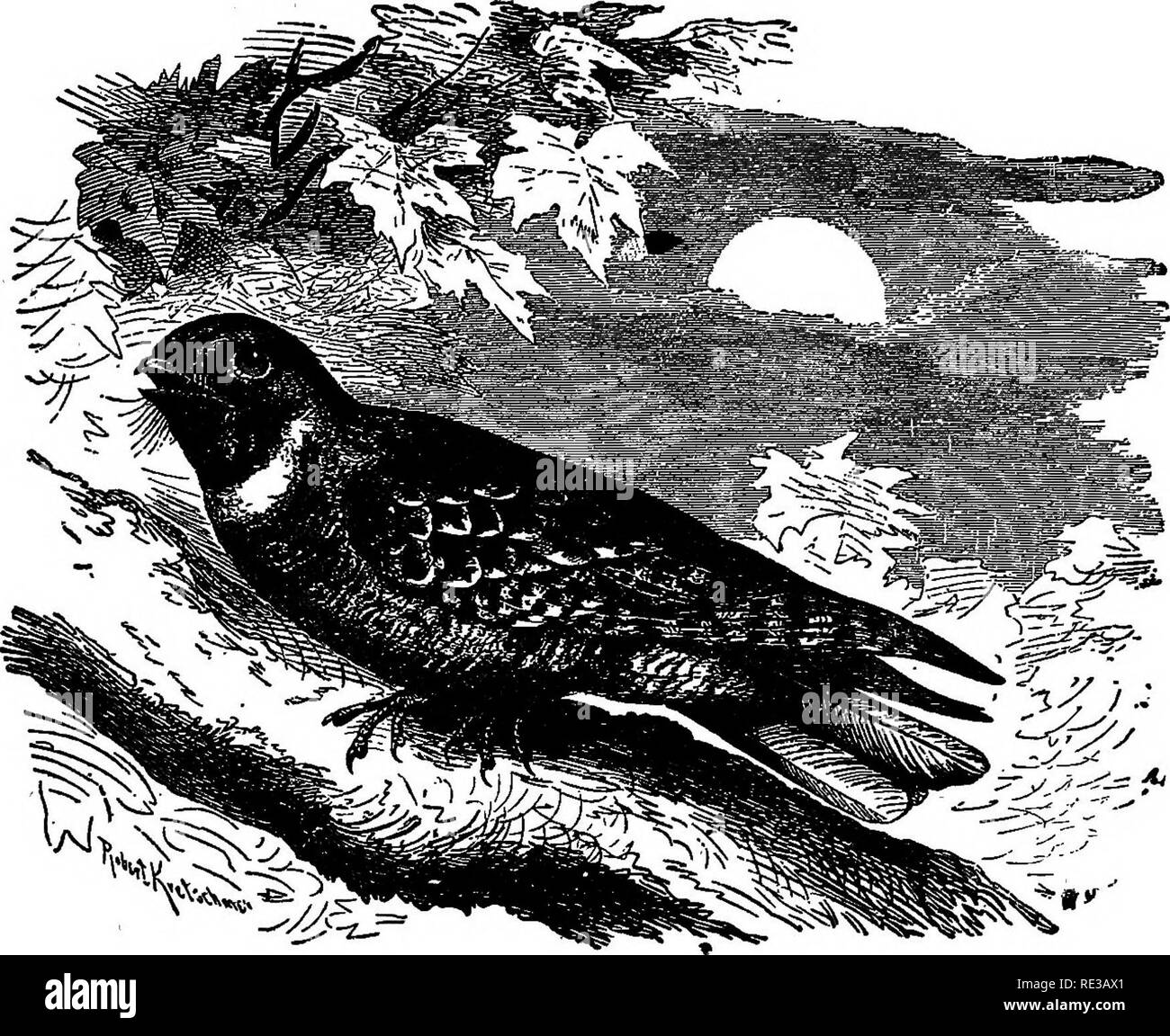 Poor birds Black and White Stock Photos & Images - Page 3 - Alamy