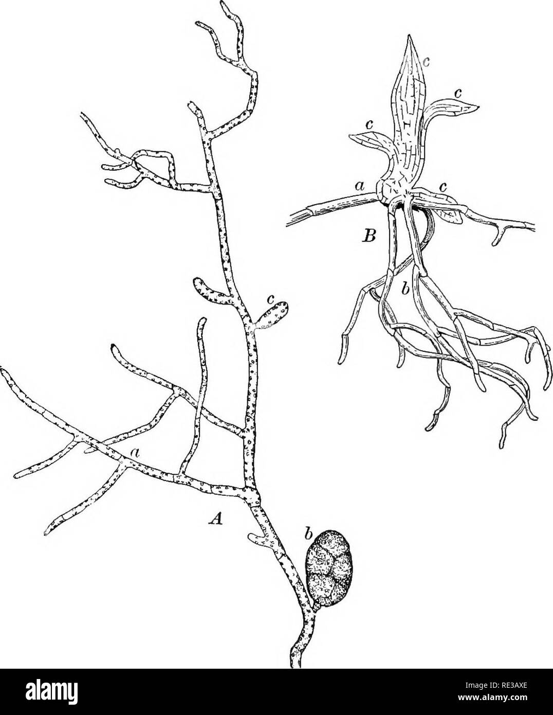 Protonema Black and White Stock Photos & Images - Alamy