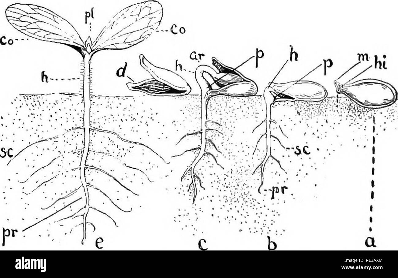 Plantule . A practical course in botany, with especial reference to its bearings ...