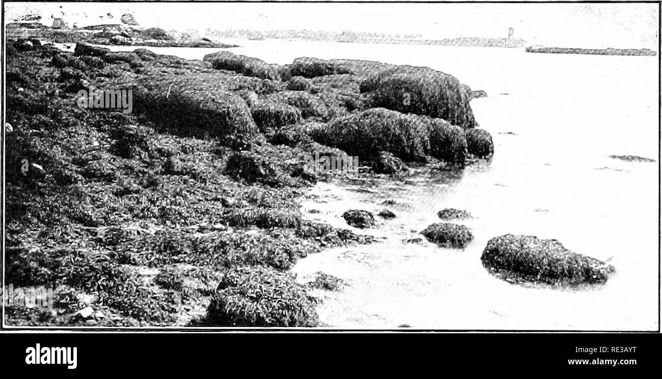 . Elementary botany. Botany. 484 RE LA TION TO ENVIRONMENT. water even where rainfall is abundant. The same may be said of the sand dunes farther back from the shore. The plants of these areas are then usually xerophytes. Some of the plants accustomed to growing in such localities are American sea-roclcet, seaside spurge, bugseed, sea-blite, sea-purslane, the sand- cherry, dwarf willow, marram-grass, certain species of beard- grass, etc. 3d. Rocky shores or areas. Here lichens and mosses first grow, later to be followed by herbs, grasses, .shrubs, and trees, as decaed plant remains accumulate Stock Photo