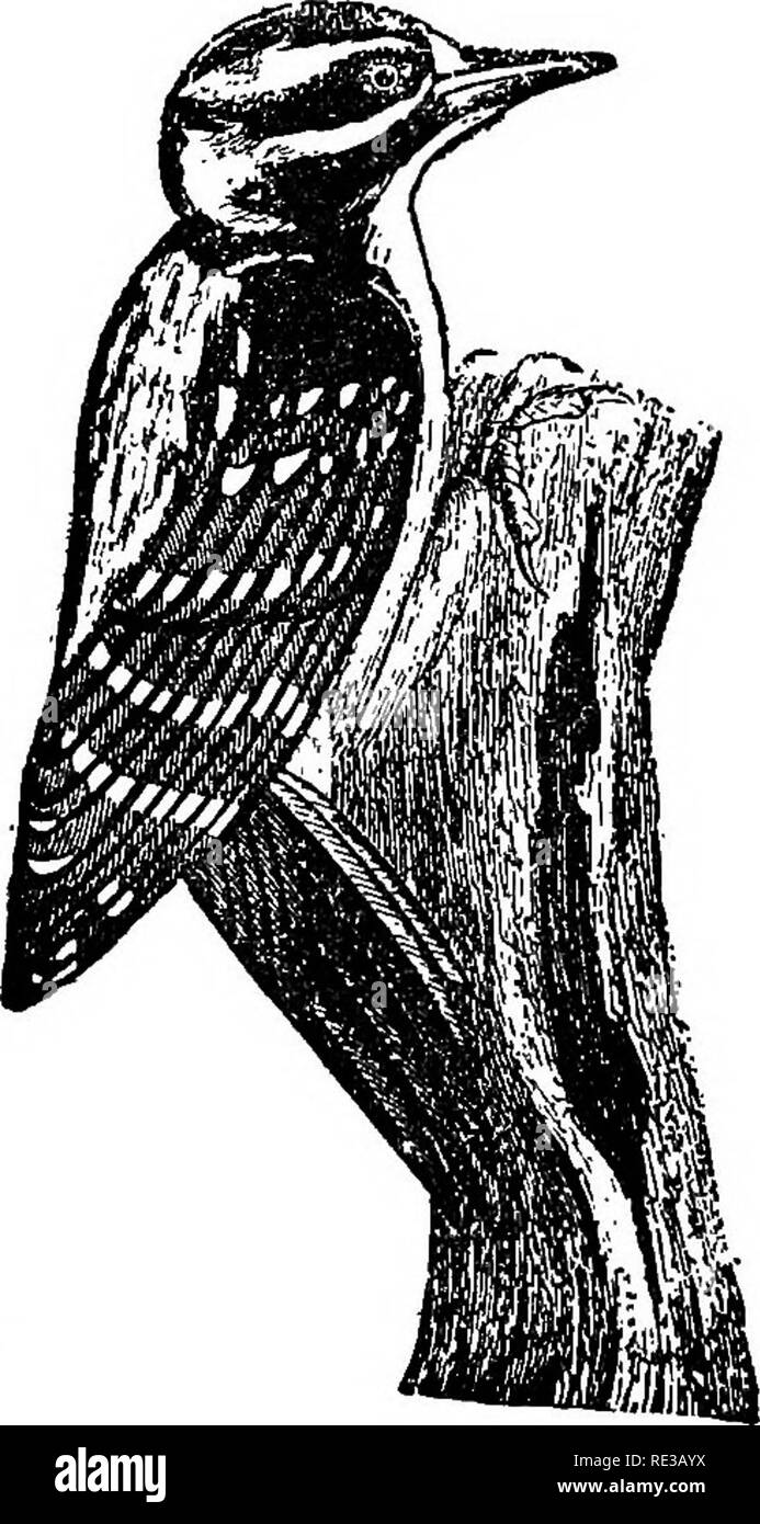 Nests And Eggs Of North American Birds Birds Birds 262 Ne8t8 And Egos Of The Largest Of Our North American Woodpeckers In Fact It Is The Prince Of Woodpeckers Its Length Ranges