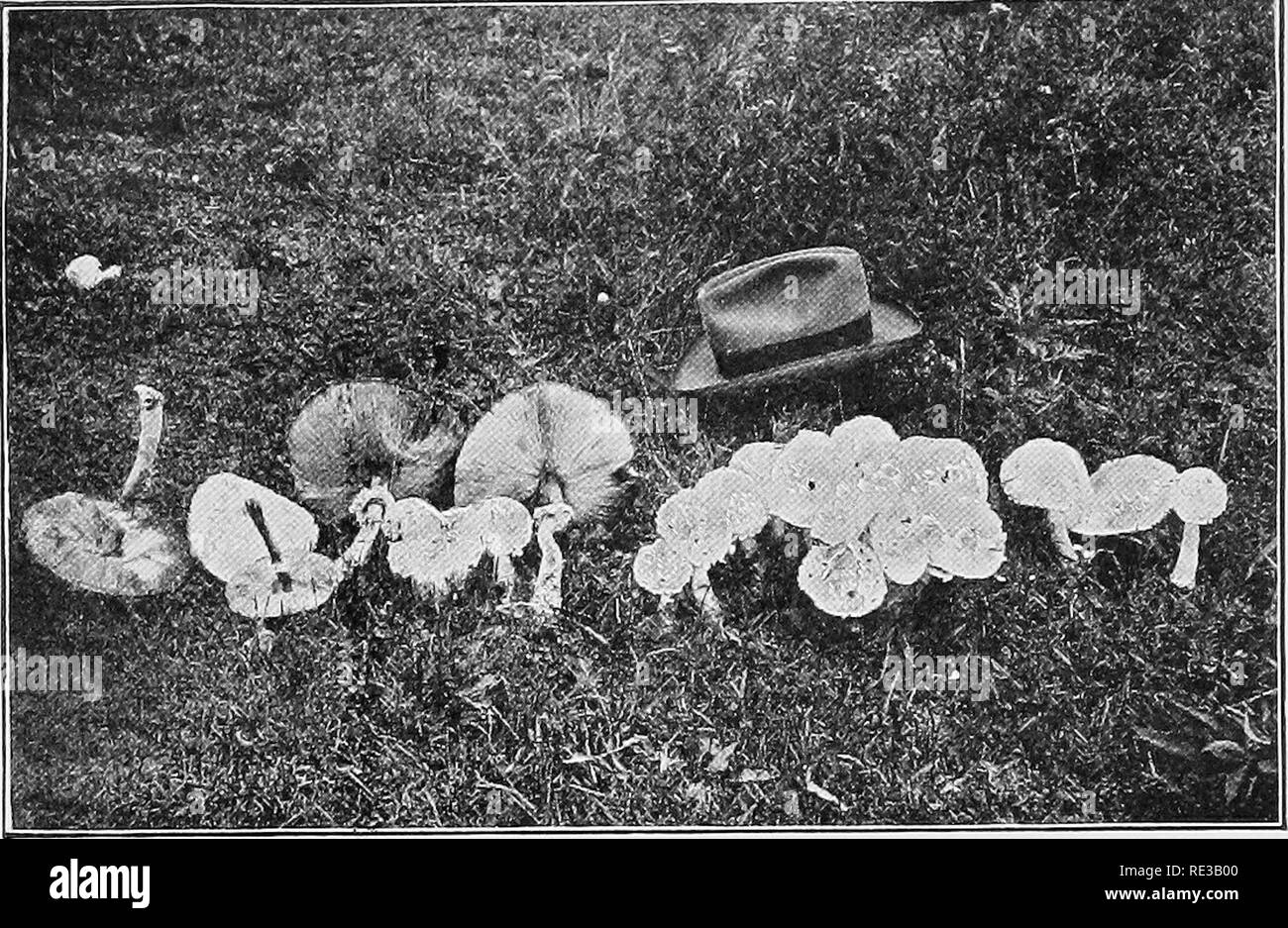 . Practical botany. Botany. .'Fig. 205. A group of toadstools Note the stalk, crown, ring about the stalk, and the gills. Please note that these images are extracted from scanned page images that may have been digitally enhanced for readability - coloration and appearance of these illustrations may not perfectly resemble the original work.. Bergen, Joseph Y. (Joseph Young), 1851-1917; Caldwell, Otis William, 1869- joint author. Boston, New York [etc. ] Ginn and company Stock Photo