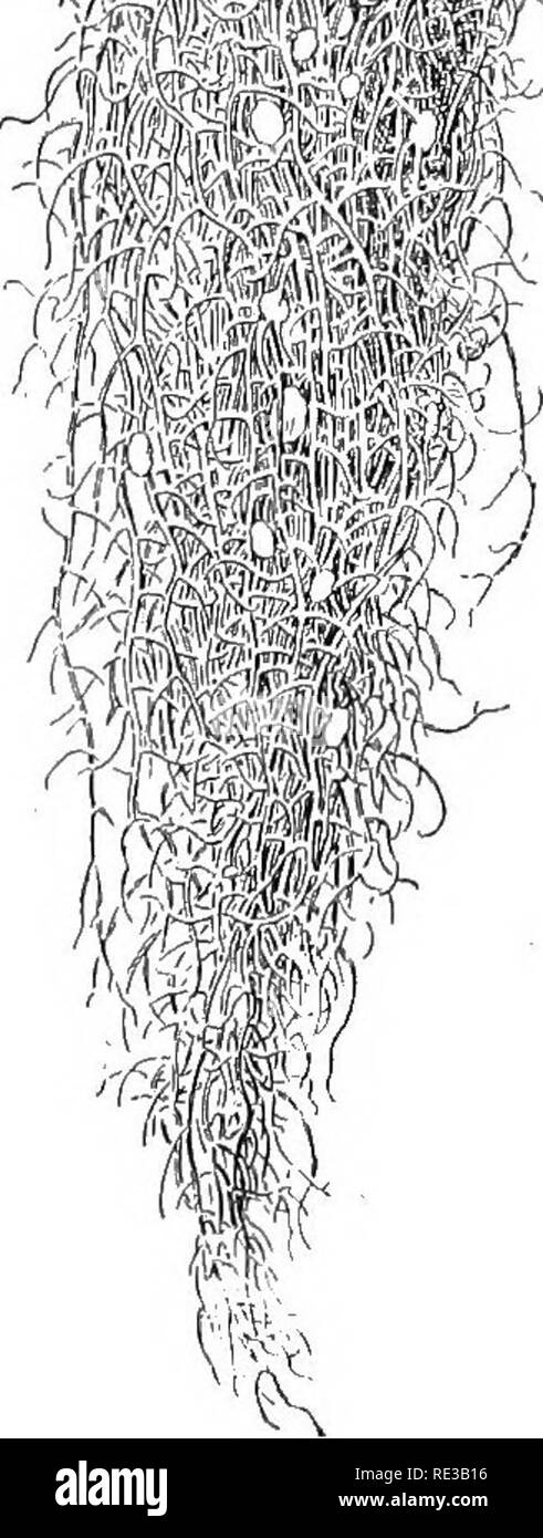 . Practical botany. Botany. m â ''Kl |C no other plants could live. Fic. 191. A hanging lichen {Usnea) which is often called the &quot;bearded moss.&quot; Also upon the dead spruce twig which supports this licljen there is another foliose lichen {Parmelia). Upon the Usiica plant there are shown several of the disk-like cups in which ascospores are formed 228. Form, structure, and reproduc- tion. Those lichens which adhere like leaves to the material upon which they grow are called/o/i'ose (Fig. 190); those that form closely adhering, scale-like growths are cnififniu'dvs forms; those that branc Stock Photo