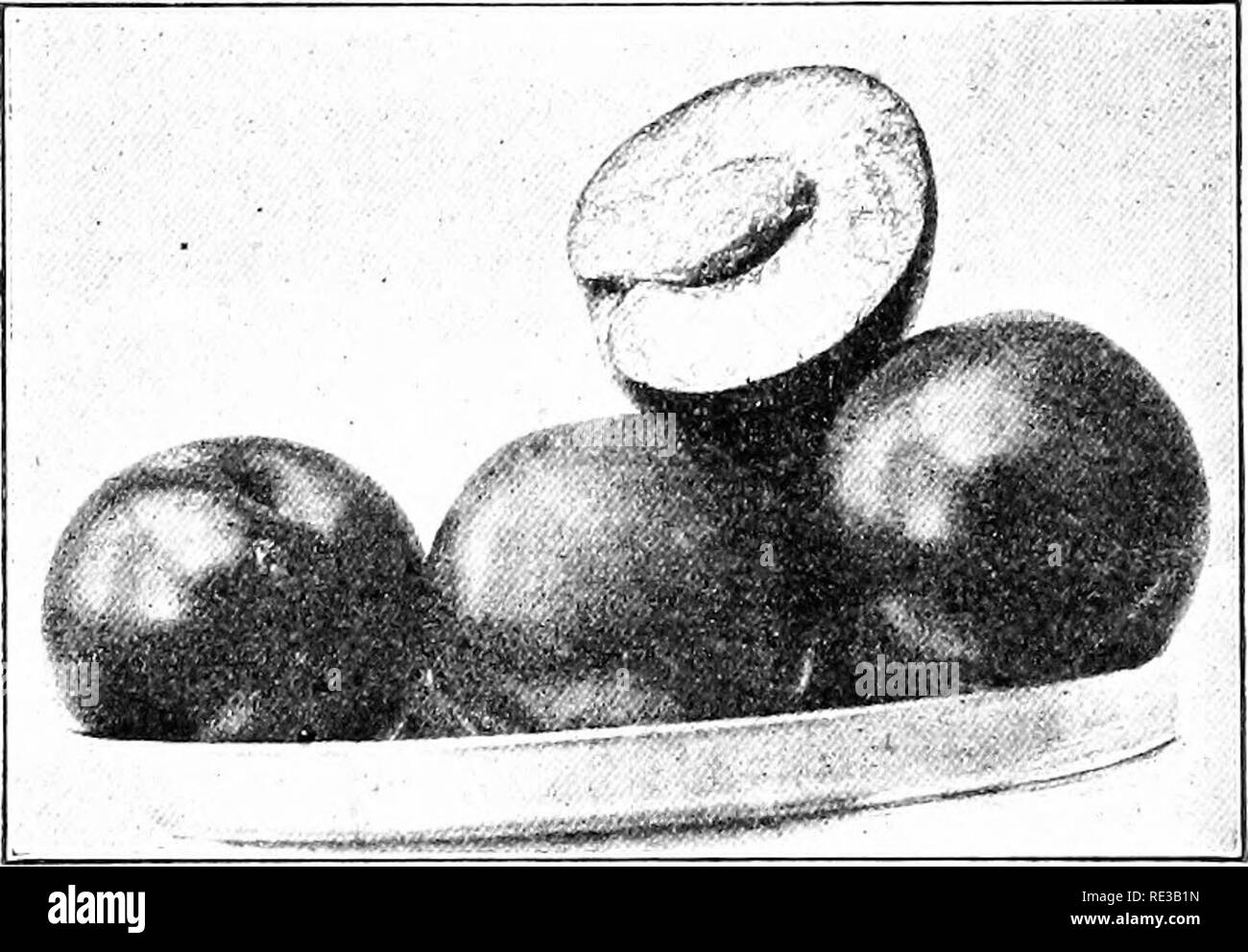 . Elementary botany. Botany. 454 RELATION TO ENVIRONMENT. IV. Fleshy and Juicy Fruits. 882. The drupe, or stone-fruit.âIn the plum, cherry, peach, apricot, etc., the outer portion (exocarp) of the pericarp (ovary) becomes fleshy, while the inner portion (endocarjj) becomes hard and stony, and encloses the seed, or &quot;pit.&quot; Such a fruit is known as a drupe, or as a stone-fruit. In the almond the fleshy part of the fruit is removed. 883. The raspberry and blackberry.âMiile these fruits are. Fig. 477- Drupe, or stone-fruit, of plum. known popularly as &quot;berries,&quot; they are not be Stock Photo