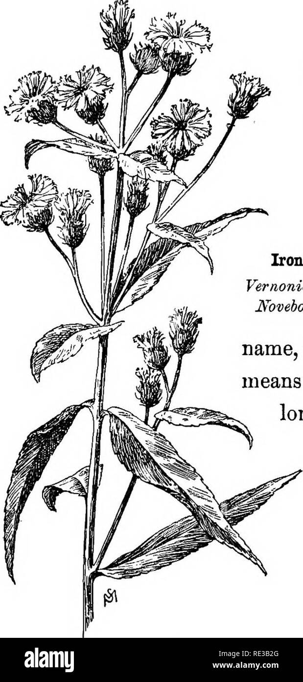 . Familiar flowers of field and garden;. Botany. CHAPTER XVI. SEPTEMBER AND NOVEMBER. Tron-iveed to Chry- santhemum. Iron-weed, Vernonia Noveboracensis. The iroD-weed has a formi- dable Latin name, which in plain English means Mr. Yernon, and &quot; be- longing to New York,&quot; but this fact does not confine the weed to the bound- aries of this State. It grows all along the coast country, beside the river and the road, any- where from three to five feet high; so it must surely be seen by the most unobserving. Its rather sparing cluster of crimson-magenta flowers shows itself about the time o Stock Photo