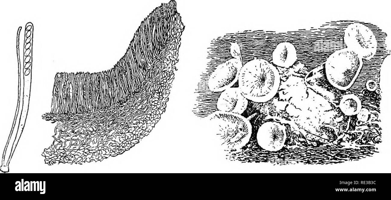 . Practical botany. Botany. THE SAC FUNGI (ASCOMYCETES) 227 organs of another ascomycete, Sclerotinia (Fig. 183). In case of both Peziza and Sclerotinia, the cujjs are external indica- tions of a much larger internal growth of the fungus. In Sclerotinia, commonly called the brown rot of the stone fruits (peach, plum, apricot, cherrj-), the infection of the host long precedes the production of cups. Mycelial hyphte penetrate the fruit or the flo'er and grow extensively in it, often extending to the twig. After a period of such growth there appear upon the surface of the fruit, which is now sh Stock Photo