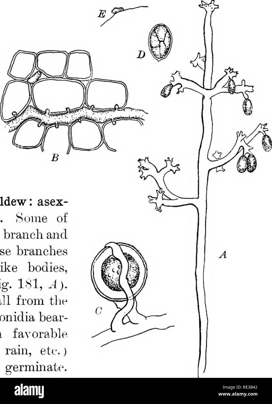 . Practical botany. Botany. THE ALGvE-FUNGI (PHYCOMYCETES) 221 (haustoria), wliich absorb food directly from the cell contents of the host (Fig. 181, 5). When the mildew has thus grown within the leaf for a time, it sends through the stomata on the under surface numer- ous branches which consti- tute the super- ficial downy patches char- acteristic of the parasite. 211. Grape mildew: asex- ual reproduction. Some of the aerial hyphse branch and upon tips of these branches produce spore-like bodies, the conidia (Fig. 181, A). These conidia fall from the conidiophores (conidia bear- ers), and whe Stock Photo