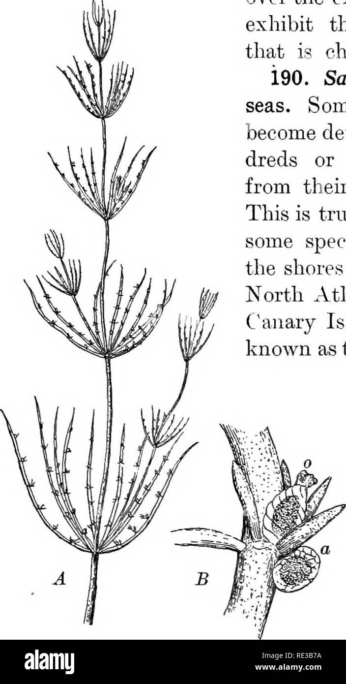 . Practical botany. Botany. THE GREEN AhGM (CHLOEOPHYCE^) 207 From high-tide mark to a Utile belo^A- low-water mark Fncus and AseophyUiim (kno^')l as rockweeds) often form dense coat- ings upon rocks. At low tide these rockweeds hang loosely over the exposed rocks. Such masses exhibit the dark olive-green color that is characteristic of the group. 190. Sargassum and the Sargasso seas. Some of the brown algae may become detached and be carried hun- dreds or even thousands of miles from their original growing places. This is true in the case of Sargassum, some species of which thrive along the  Stock Photo